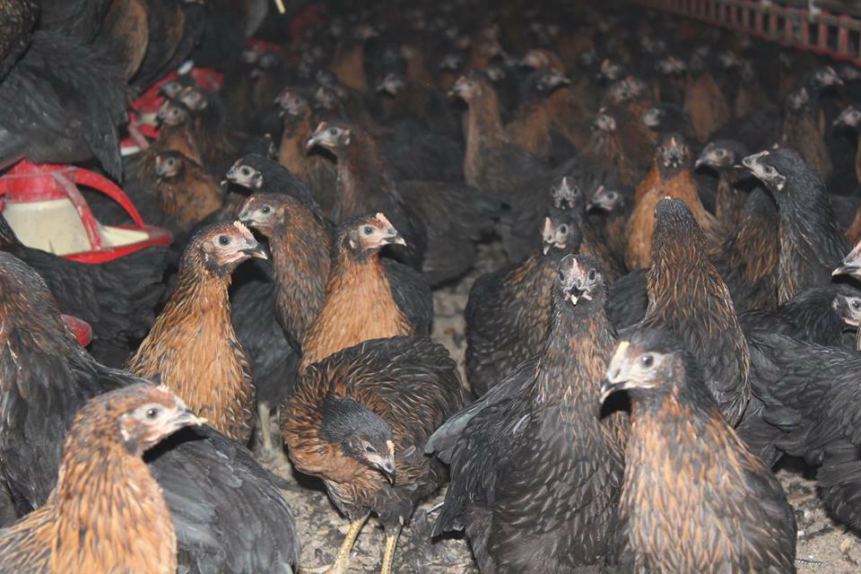 Ankara Yarka | Serbest Dolaşan Tavuk Yumurtaları