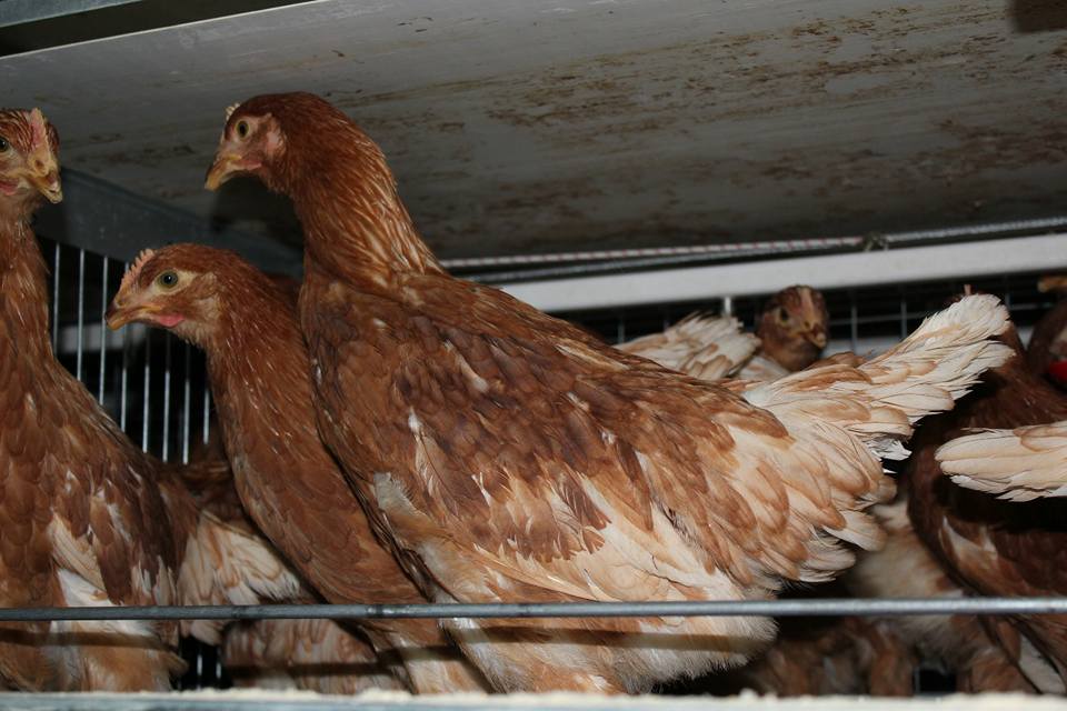 Ankara Yarka | Serbest Dolaşan Tavuk Yumurtaları