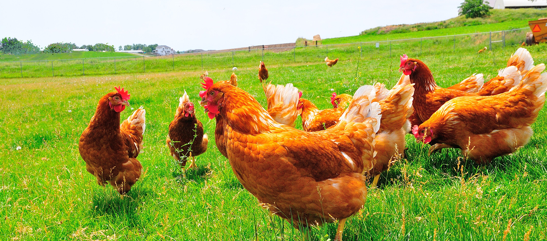 Ankara Yarka Serbest Dolaşan Tavuk Yumurtaları