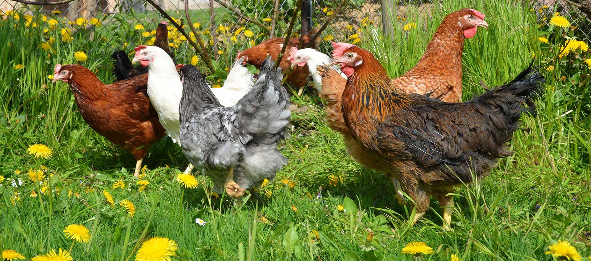 Ankara Yarka Serbest Dolaşan Tavuk Yumurtaları